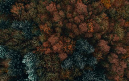 Фон лес сверху