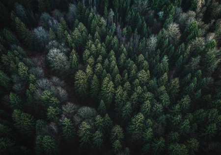 Сосновый лес сверху