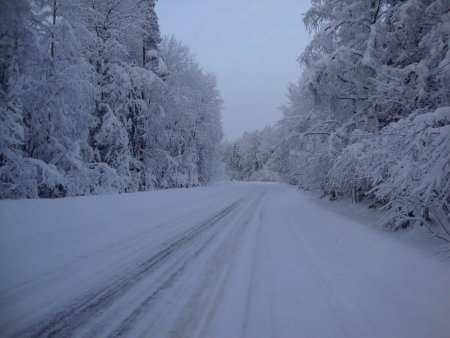 Снежная дорога в лесу