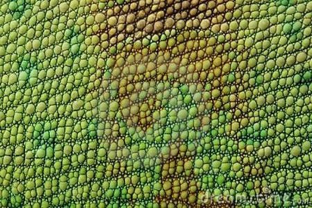 Шкура ящерицы