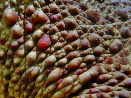 Frog Skin