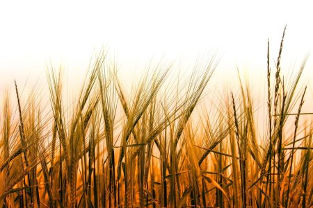 Поле пшеницы панорама