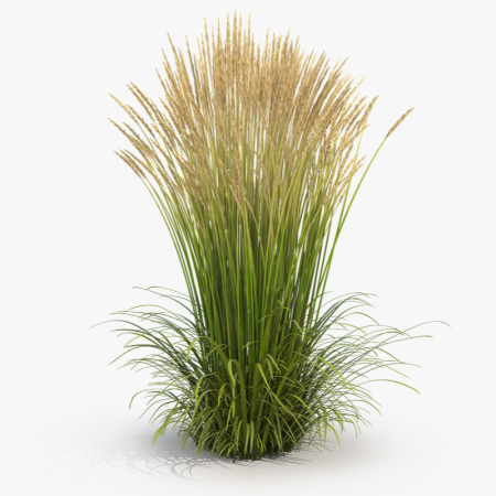 Цветок Karl Foersters Feather Reed grass