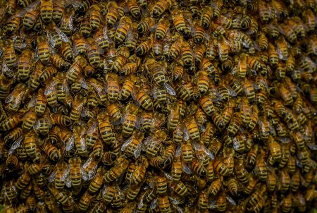Текстура пчелы (48 фото)