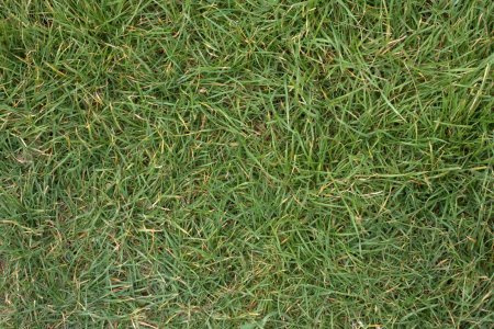 Искусственная трава Condor Daily grass км2
