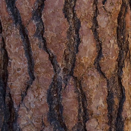 365566 Pine Bark