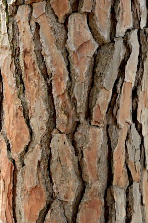 Bark texture сосна
