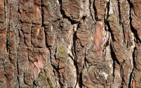Tree Bark
