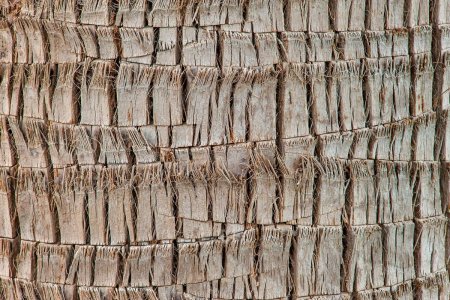Palm Bark texture