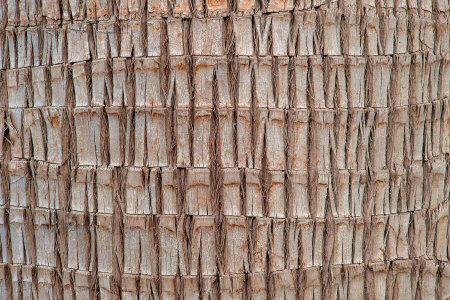 Palm Bark texture