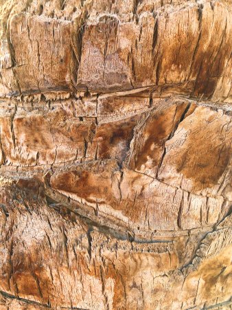 Palm Bark texture