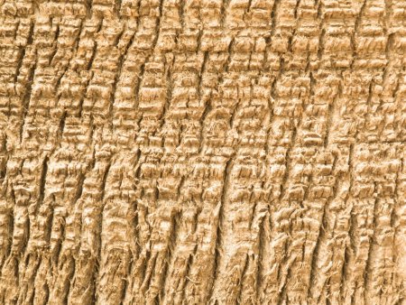 Palm Bark