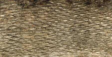 Palm Bark texture