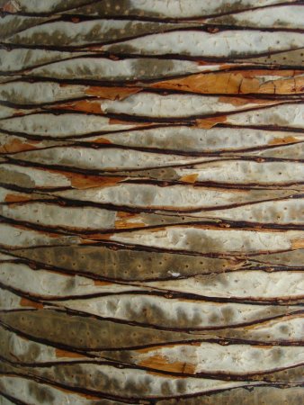Palm Bark