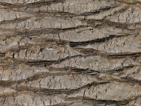 Текстура ствола пальмы (40 фото)