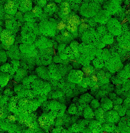 Мох ягель зеленый