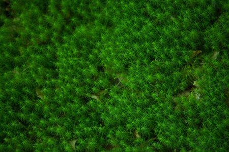 Grass Green ягель