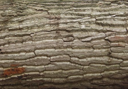 Фактура ветки