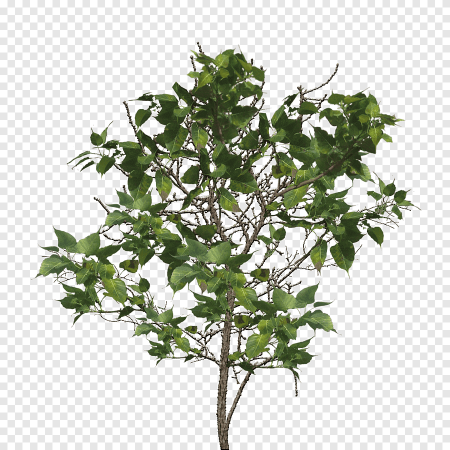 Ветка куста