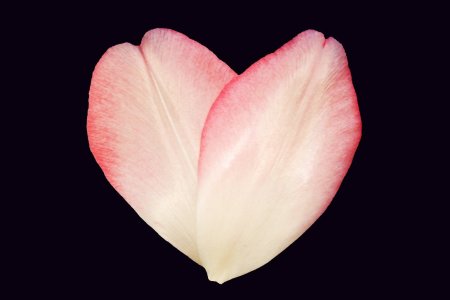 Лепесток тюльпана референс