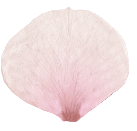 Текстура лепестка цветка (45 фото)
