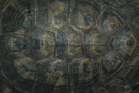 Черепашья броня