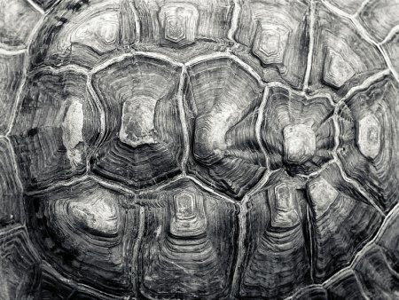 Панцирь черепахи узор