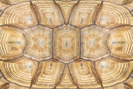 Панцирь черепахи фактура