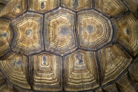 Панцирь черепахи фактура