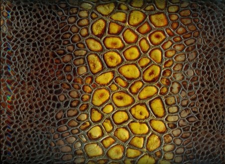 Панцирь черепахи фактура