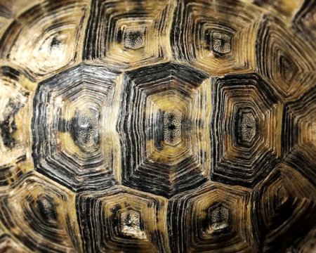 Панцирь черепахи узор