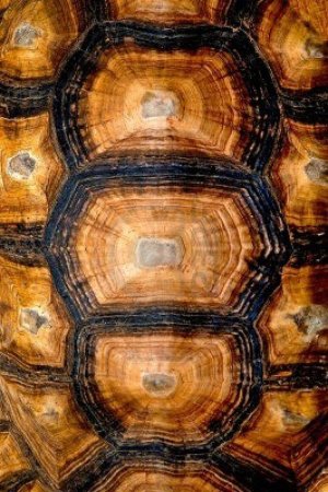 Панцирь черепахи