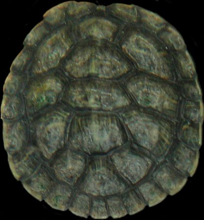 Покров панциря черепахи