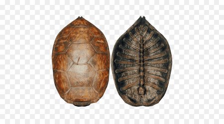 Щит из черепашьего панциря