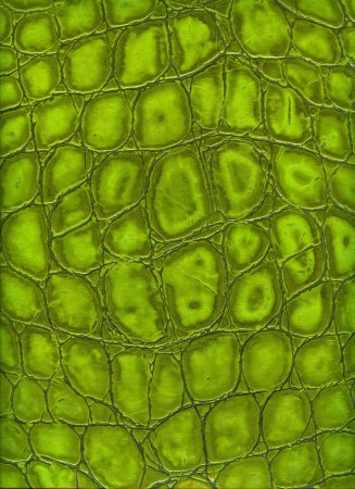 Текстура черепахи