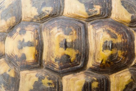 Черепаший панцирь текстура