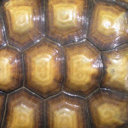 Черепаший панцирь текстура