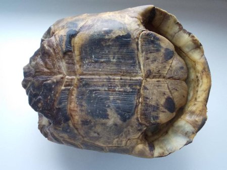 Панцирь черепахи текстура