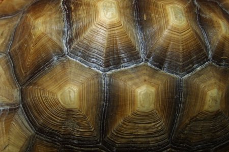 Панцирь черепахи фактура