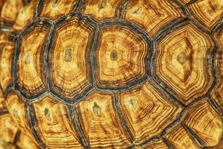 Панцирь черепахи текстура