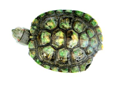 Черепаховый панцирь