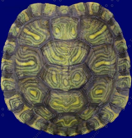 Черепаший панцирь зеленый