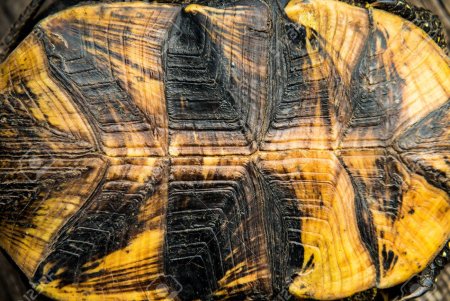 Панцирь черепахи текстура