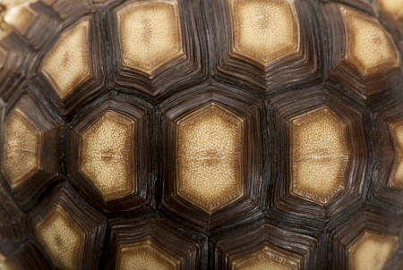 Текстура черепахи