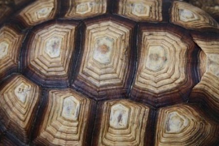 Панцирь черепахи фактура