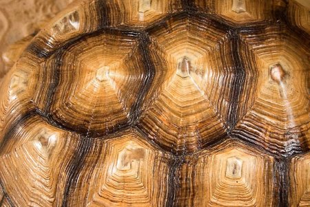 Карапакс у черепахи