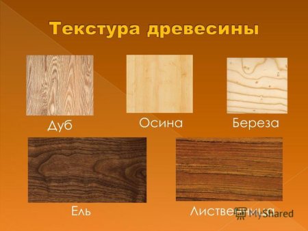 Тополь текстура древесины