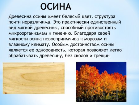 Липа структура древесины