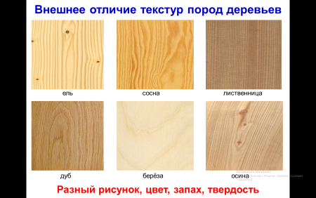 Разница древесины лиственница сосна кедр ель