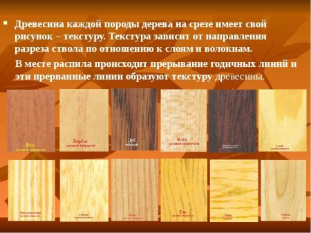 Породы древесины